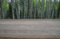 the ground is littered with dirt and trees, surrounded by pine - lined woods with a single tree