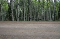 the ground is littered with dirt and trees, surrounded by pine - lined woods with a single tree