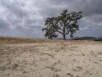 the sky is overcast and there is a lone tree in the middle of a barren field