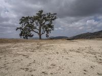 the sky is overcast and there is a lone tree in the middle of a barren field