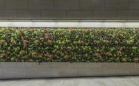 an indoor living wall is lit by neon lights, and features plants growing on a stone wall