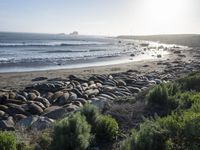 a grassy grassy area with rocks and water at the shore of a beach and sandbank