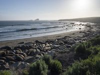 a grassy grassy area with rocks and water at the shore of a beach and sandbank