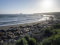 a grassy grassy area with rocks and water at the shore of a beach and sandbank