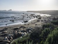 a grassy grassy area with rocks and water at the shore of a beach and sandbank