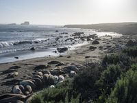 a grassy grassy area with rocks and water at the shore of a beach and sandbank