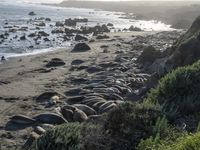 a grassy grassy area with rocks and water at the shore of a beach and sandbank