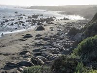 a grassy grassy area with rocks and water at the shore of a beach and sandbank