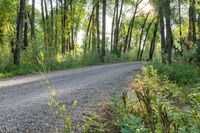 a dirt road surrounded by some tall trees with sun streaming through the leaves on each side