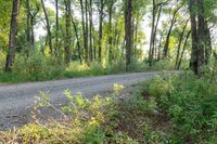 a dirt road surrounded by some tall trees with sun streaming through the leaves on each side