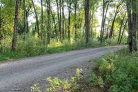 a dirt road surrounded by some tall trees with sun streaming through the leaves on each side