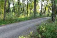 a dirt road surrounded by some tall trees with sun streaming through the leaves on each side