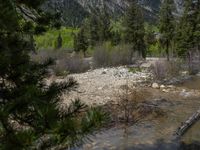 a forest is seen in this wide angle view in this photo from the bottom of the trail