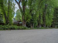 an empty street lined with trees and a mountain range in the distance in the back