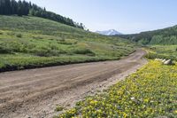 USA Dirt Road: A Path Through the Forest