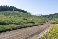 USA Dirt Road: A Path Through the Forest