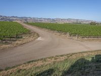 USA Dirt Road: A Green Field Thoroughfare