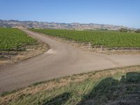 USA Dirt Road: A Green Field Thoroughfare