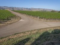 USA Dirt Road: A Green Field Thoroughfare