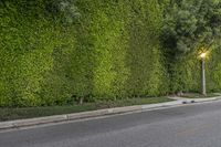 USA Green Trees on Road Asphalt