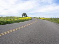 a single lane highway winds through a field of yellow flowers and trees on a hill