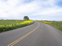 a single lane highway winds through a field of yellow flowers and trees on a hill