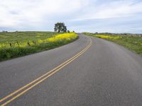 a single lane highway winds through a field of yellow flowers and trees on a hill