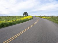 a single lane highway winds through a field of yellow flowers and trees on a hill