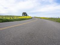 a single lane highway winds through a field of yellow flowers and trees on a hill