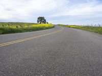 a single lane highway winds through a field of yellow flowers and trees on a hill