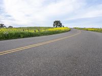 a single lane highway winds through a field of yellow flowers and trees on a hill