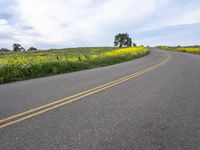 a single lane highway winds through a field of yellow flowers and trees on a hill