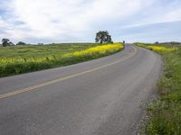 a single lane highway winds through a field of yellow flowers and trees on a hill