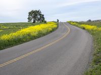 a single lane highway winds through a field of yellow flowers and trees on a hill