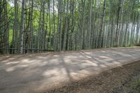 USA Landscape: Evergreen Forest and Mountain