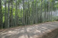 USA Landscape: Evergreen Forest and Mountain