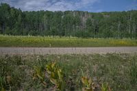 a green field next to a dirt road and some tall grass and trees on either side of the road