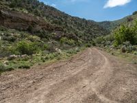 USA Mountain Landscape: Off-Road Track