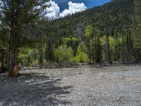 a forest is seen in this wide angle view in this photo from the bottom of the trail