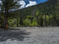 a forest is seen in this wide angle view in this photo from the bottom of the trail