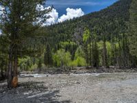 a forest is seen in this wide angle view in this photo from the bottom of the trail