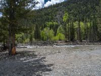 a forest is seen in this wide angle view in this photo from the bottom of the trail