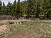 an image of a field that has snow on the mountain top in the background and a stream running through the forest