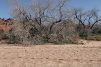 a man is taking a picture of a barren area and a lot of trees near him