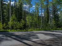 a scenic, winding road on the edge of a mountain range surrounded by tall trees