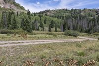 the road to the ski lodge in a valley surrounded by trees and grass on the side of a mountain slope