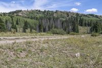 the road to the ski lodge in a valley surrounded by trees and grass on the side of a mountain slope