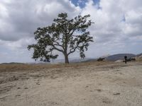 a lone tree on the side of a dry grass hill in front of two people with bicycles