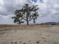 a lone tree on the side of a dry grass hill in front of two people with bicycles