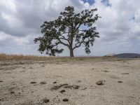 a lone tree on the side of a dry grass hill in front of two people with bicycles